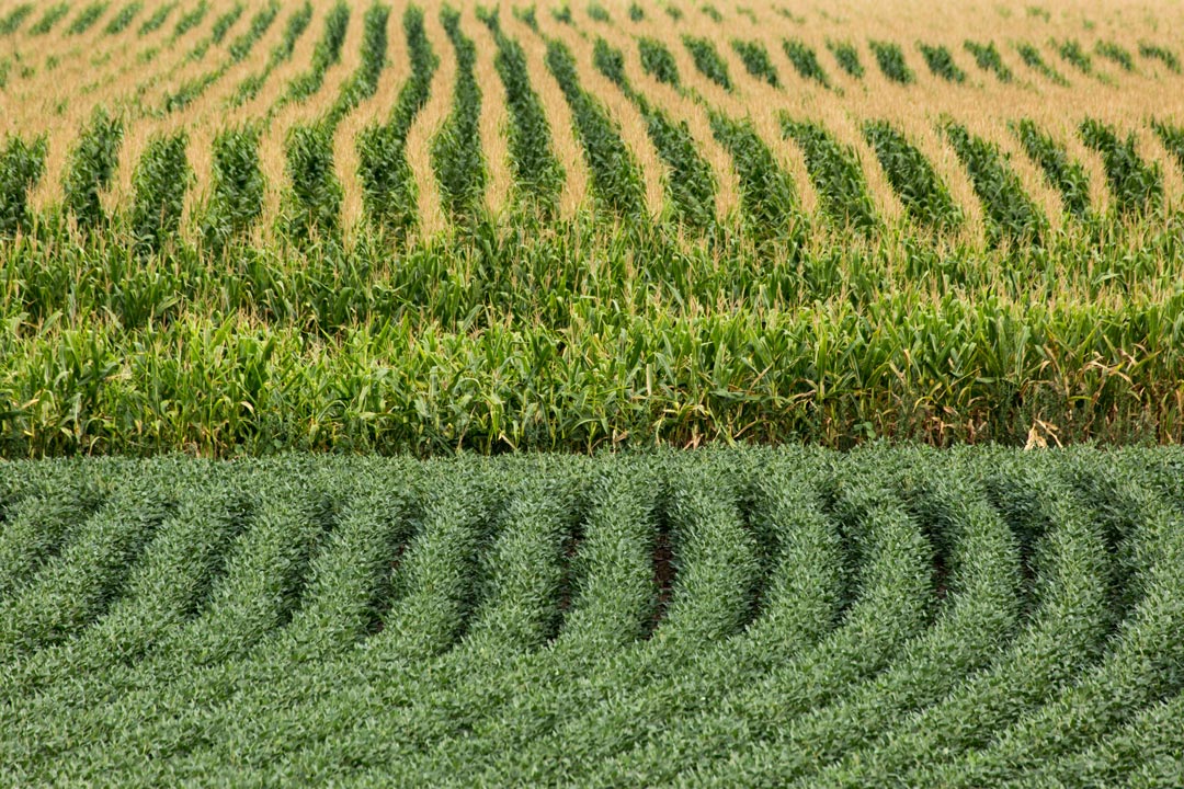 Weller Insurance corn and soybean crops AdobeStock 122049646