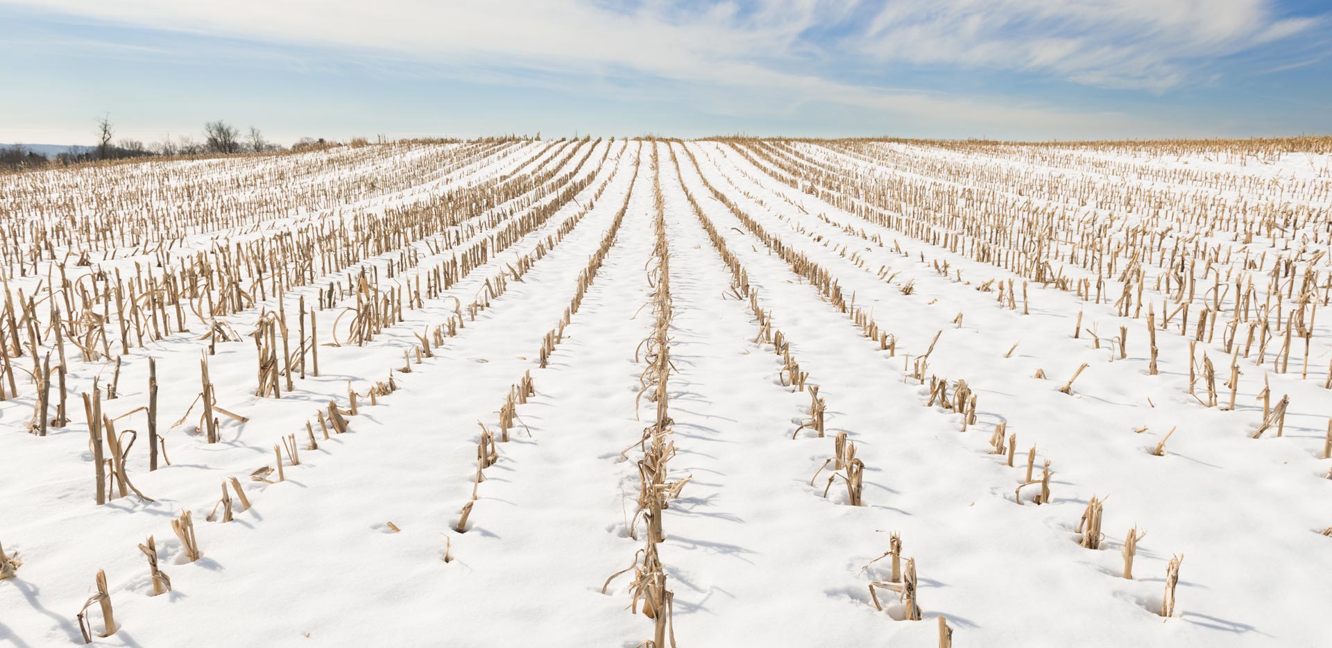 Weller Insurance Prevent Plant Coverage crops covered in snow